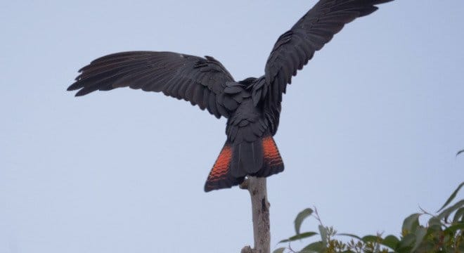 Black Cockatoo Crisis<br>Comes Into Focus In Documentary Film