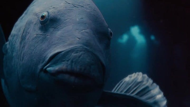 Blueback Review - Perth Lotterywest Film Festival