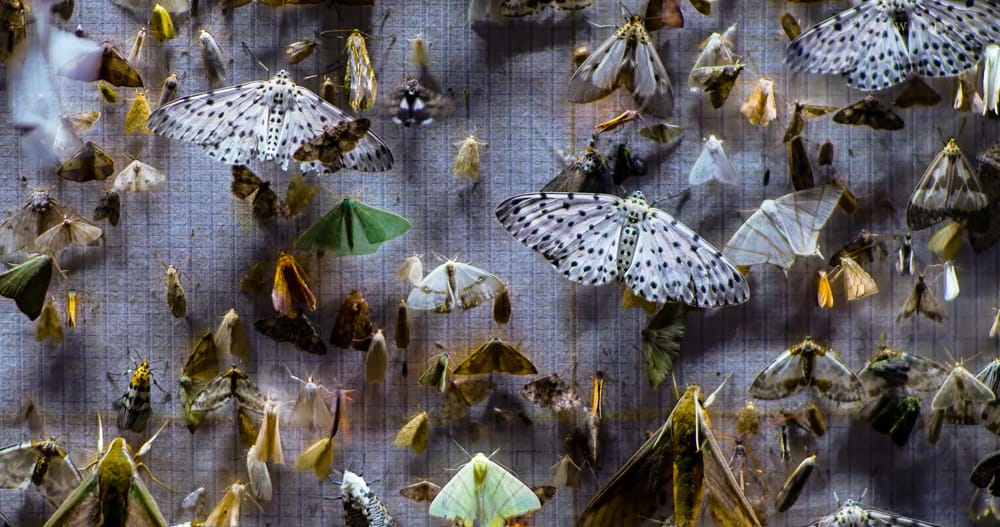 Sundance Review – Nocturnes Presents the Serene World of Moth ASMR with All Its Vivid Beauty