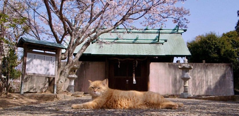 A Quiet, Purring Reflection on Coexistence: The Cats of Gokogu Shrine (五香宮の猫)