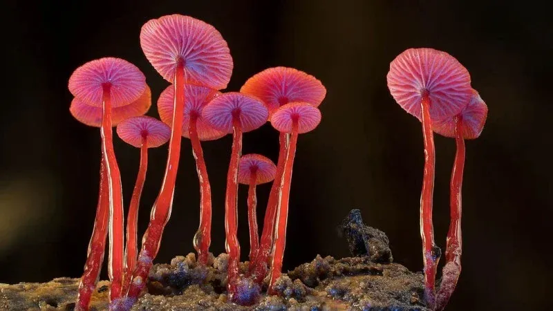 MIFF Interview: Joseph Nizeti Invites Us Into the World of Fungi: Web of Life