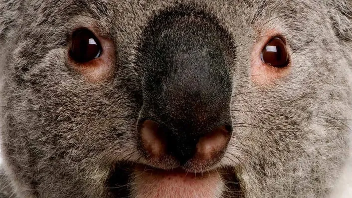 The Koalas Filmmaker Georgia Wallace-Crabbe on the Fight to Save an Australian Icon