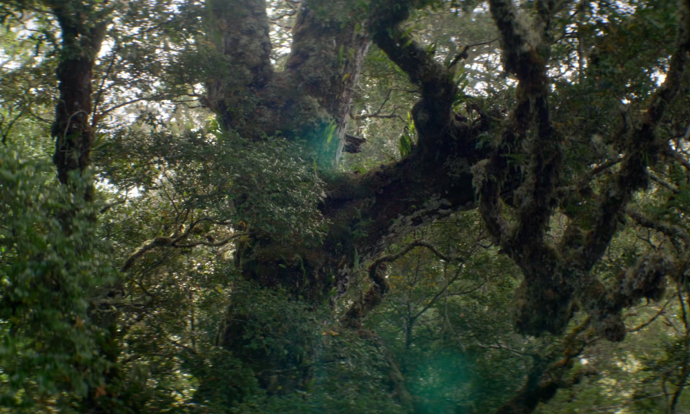 Tasmanian Myrtle Beech